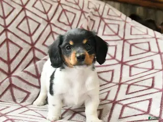 Miniature Dachshund dogs for sale: Roxy - Ad 2