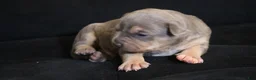 American Bully dogs for sale: Memphishttps://www.youtube.com/watch?v=G_Df_ymd1wQ&t=53s - Ad 6