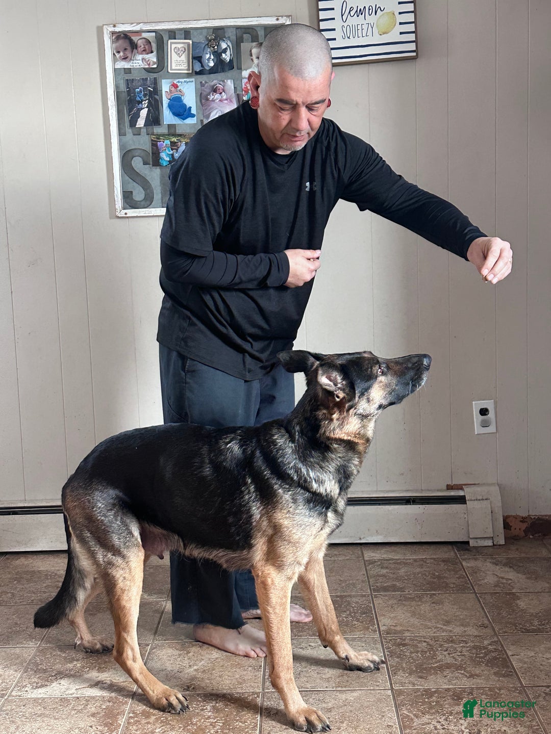 German Shepherd dogs for sale: Gabe - Ad 5