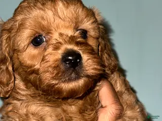 Goldendoodle dogs for sale: Ari - Ad 1