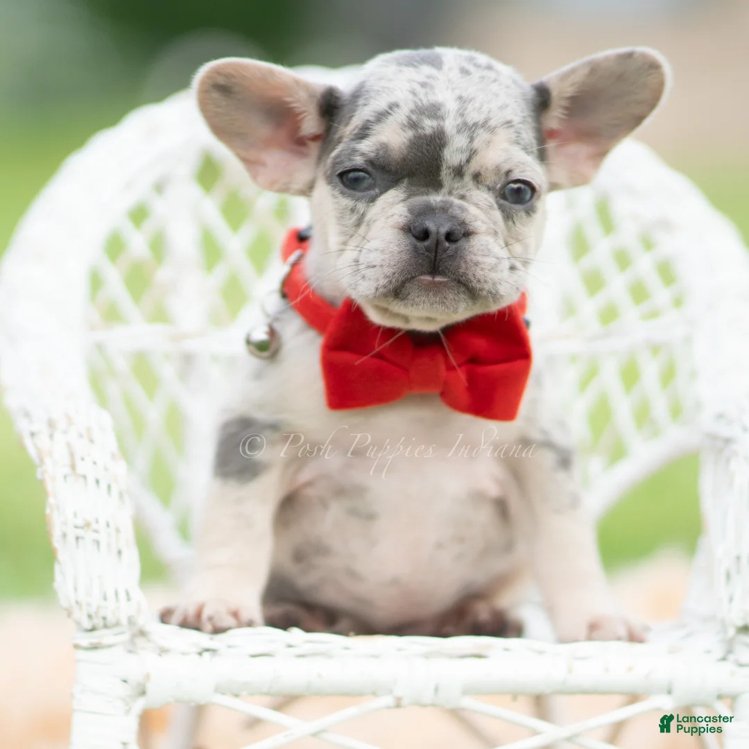 French Bulldog dogs for sale: Dumbo - Ad 2
