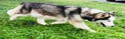 Siberian Husky dogs for sale: Lotus - Ad 14