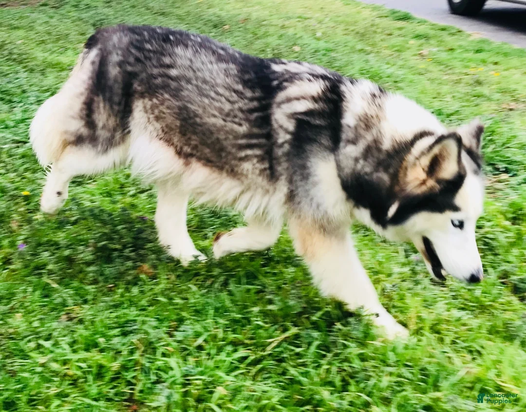 Siberian Husky dogs for sale: Lotus - Ad 14