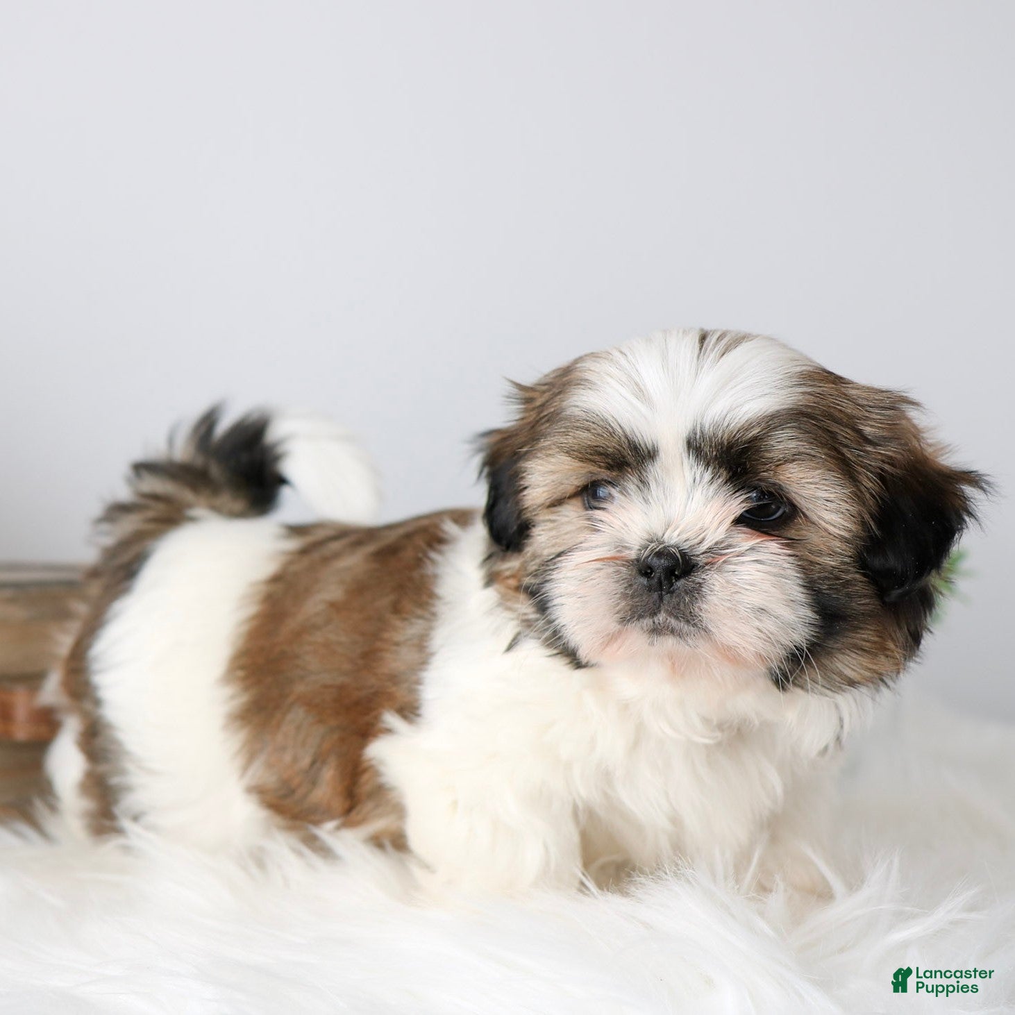 Shih Tzu dogs Samson  - Ad 1