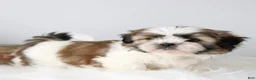 Shih Tzu dogs for sale: Samson  - Ad 1