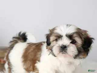 Shih Tzu dogs for sale: Samson - Ad 1