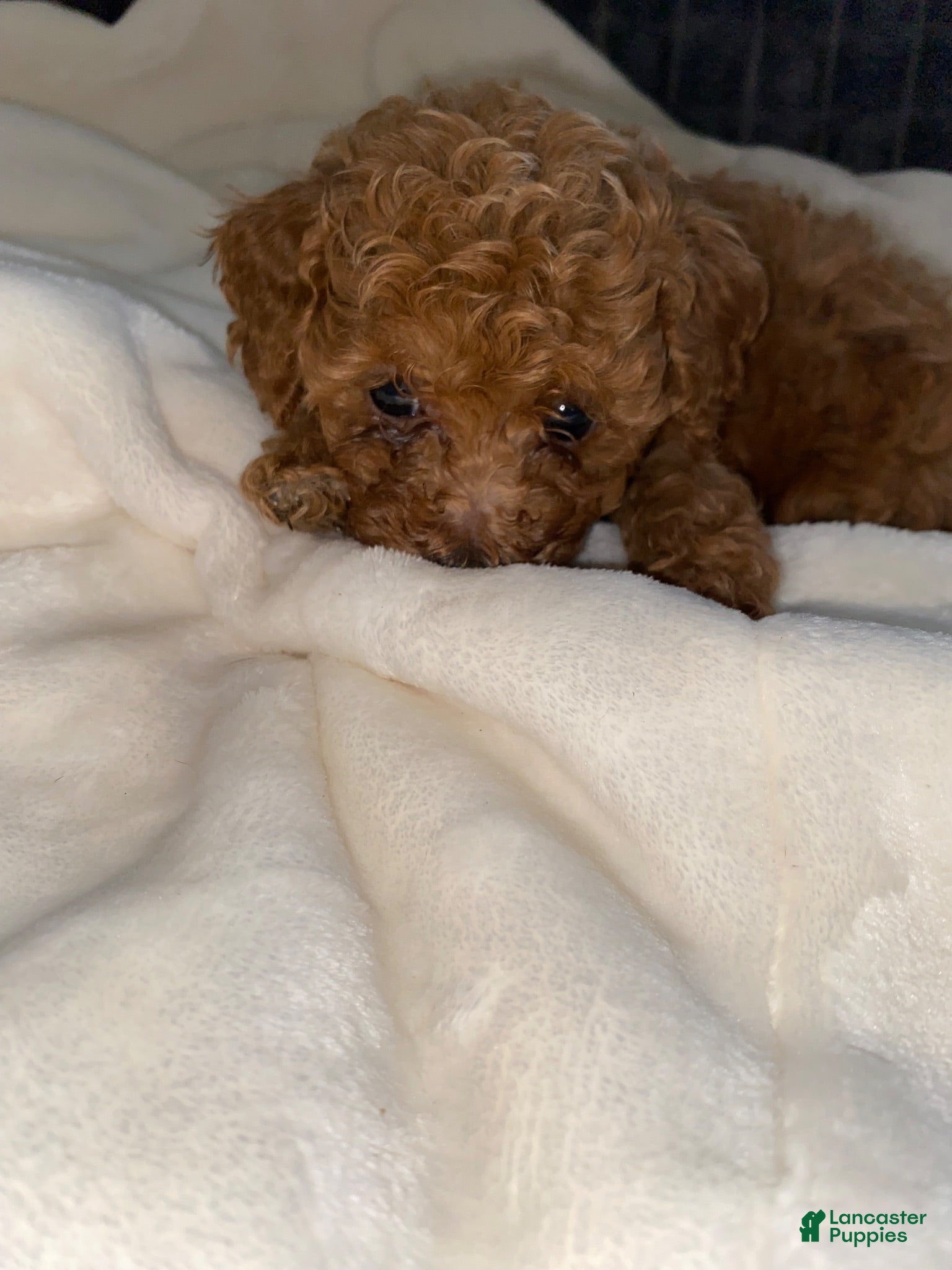 Toy Poodle dogs Belle - Ad 2