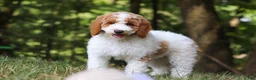 Standard Poodle dogs for sale: Blossom - Ad 15