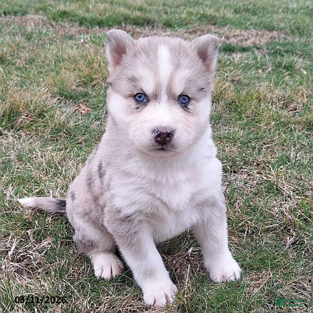 Gerberian Shepsky dogs for sale: Thor - Ad 3