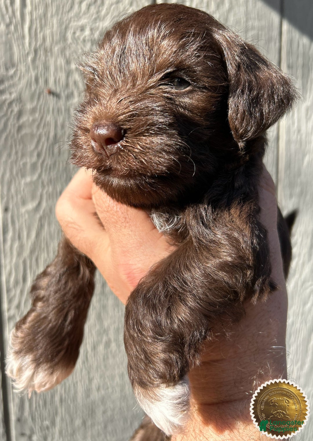 Miniature Schnauzer dogs for sale: Miniature Schnauzer Puppy 1 - Ad 12