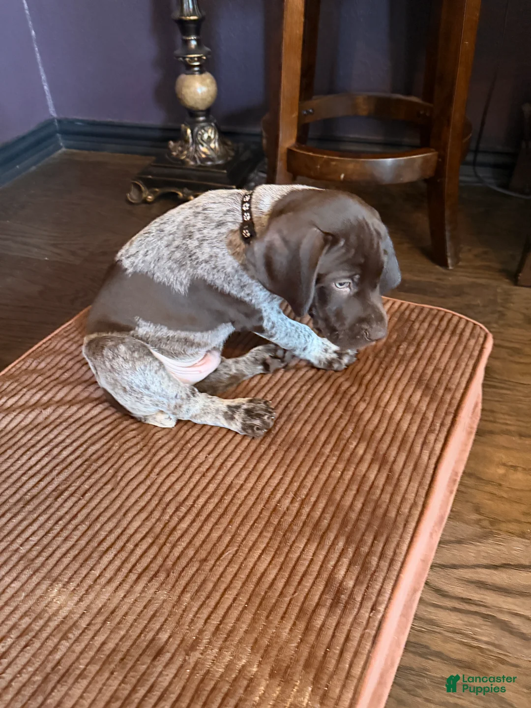 German Shorthaired Pointer dogs for sale: German Shorthaired Pointer Puppy 1 - Ad 2