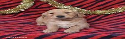 Golden Retriever dogs for sale: Rhoda - Ad 5