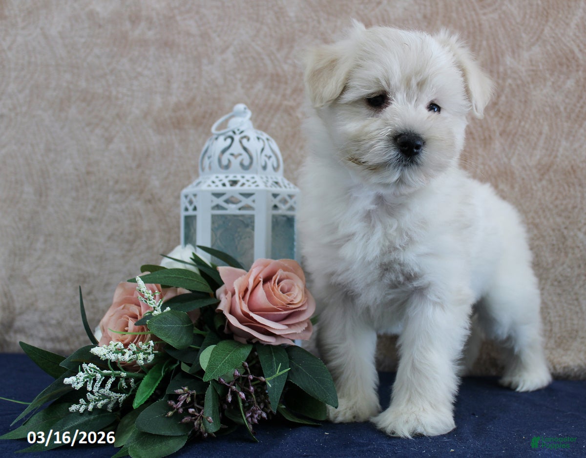 Miniature Schnauzer dogs Quinby - Ad 2