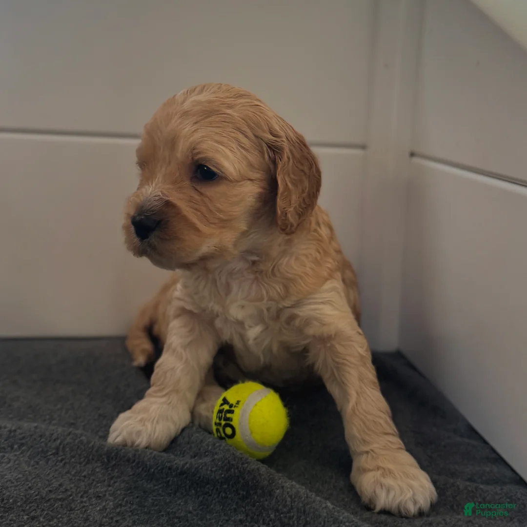 Cockapoo dogs for sale: Cockapoo Puppy 7 - Ad 3