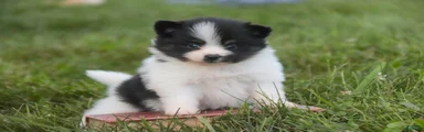 Artemis Pomeranian 
