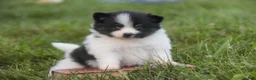 Pomeranian dogs for sale: Artemis Pomeranian  - Ad 1