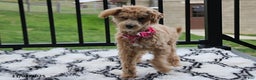 Bichpoo dogs for sale: Jessica - Ad 2