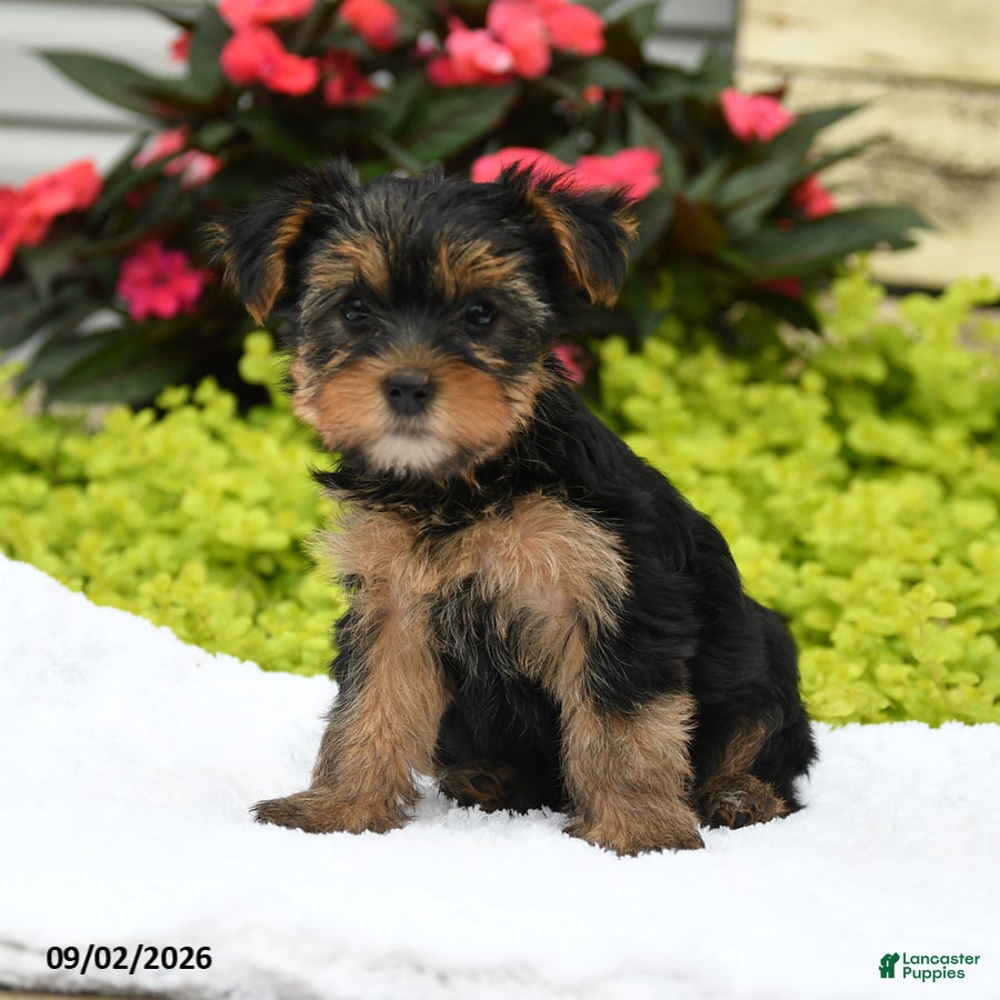 Yorkshire Terrier dogs Winnie - Ad 2