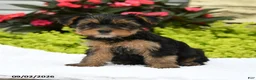 Yorkshire Terrier dogs for sale: Winnie - Ad 2
