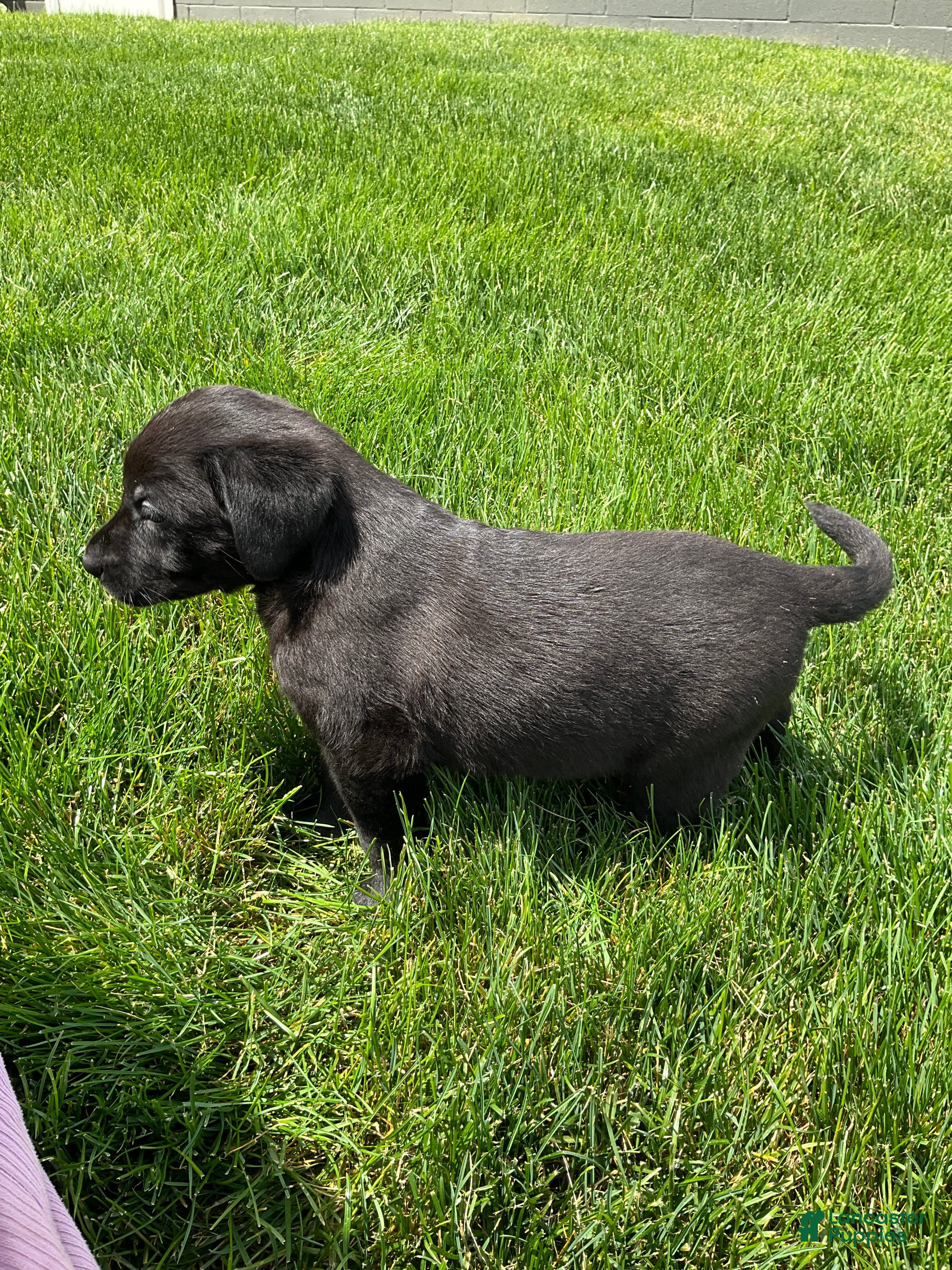 Labrador Retriever dogs for sale: Milo - Ad 5