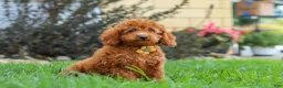 Miniature Poodle dogs for sale: Blake - Ad 3