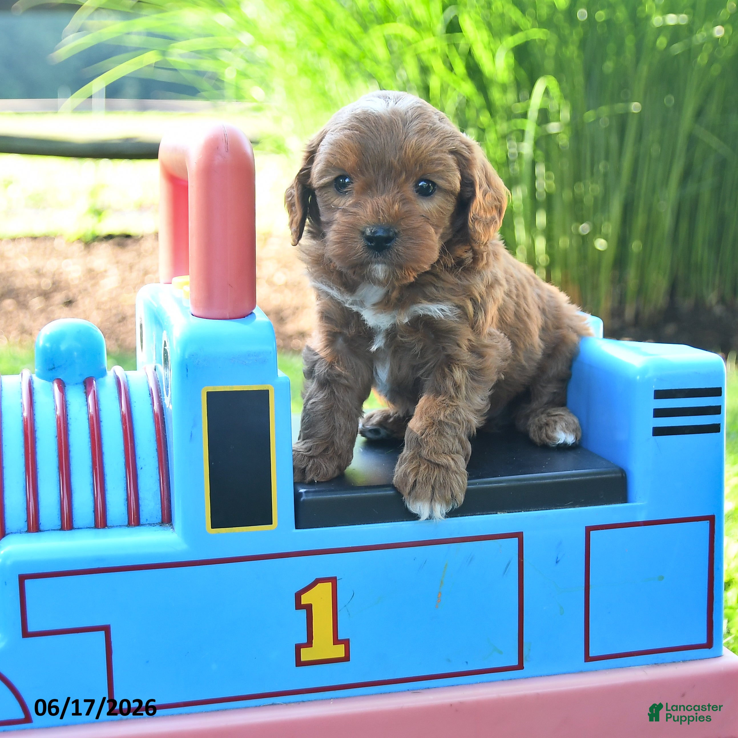 Cavapoo dogs Twilight - Ad 1