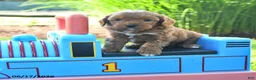 Cavapoo dogs for sale: Twilight - Ad 1