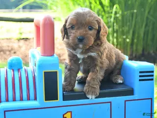 Cavapoo dogs for sale: Twilight - Ad 2