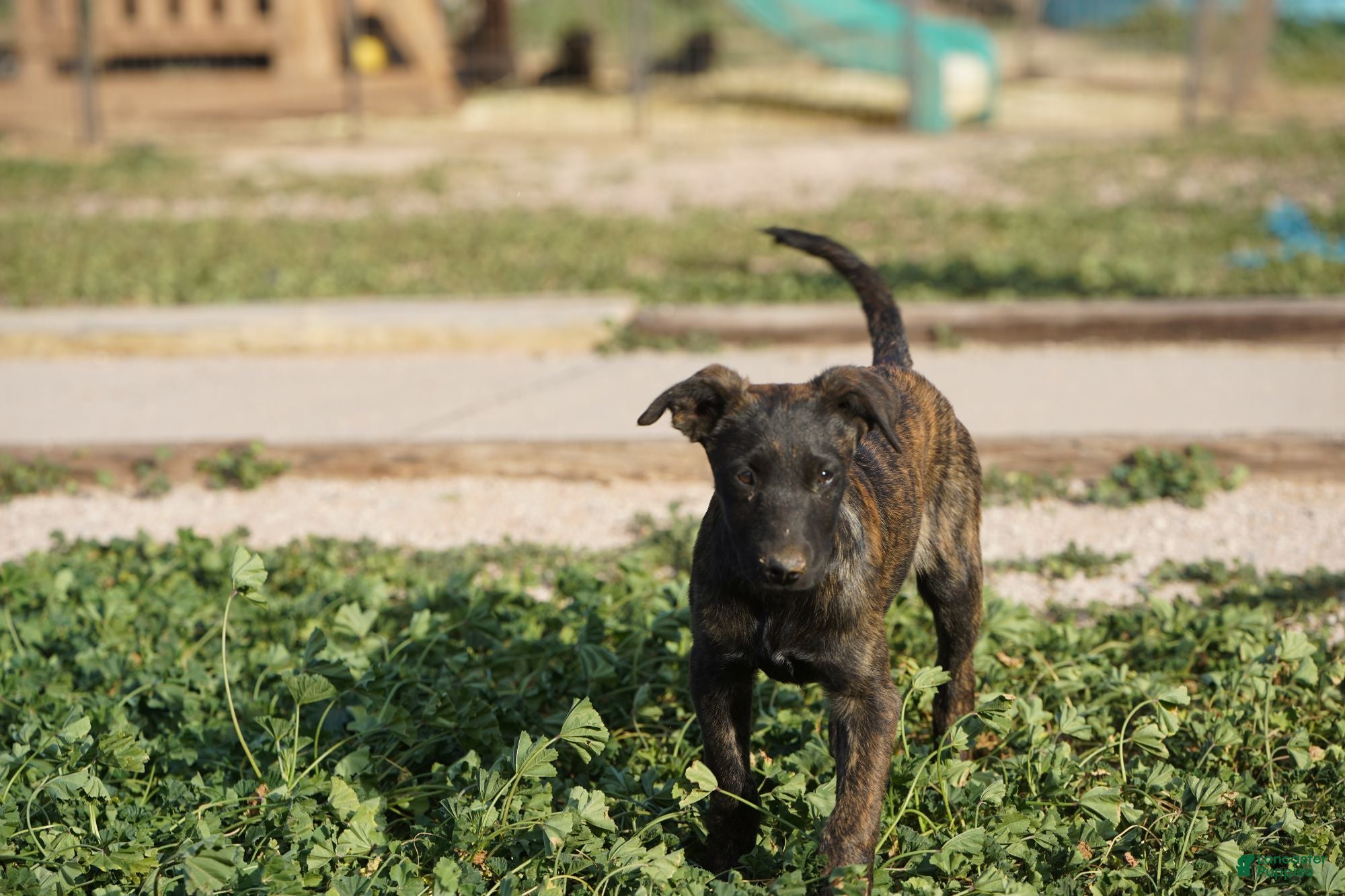 Dutch Shepherd dogs Dutch brindle F - Ad 2