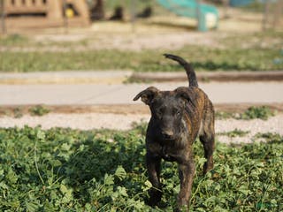 Dutch Shepherd dogs Dutch brindle F - Ad 4