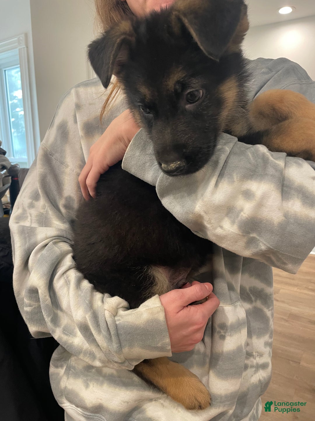 German Shepherd dogs for sale: Sugar/purple collar - Ad 5