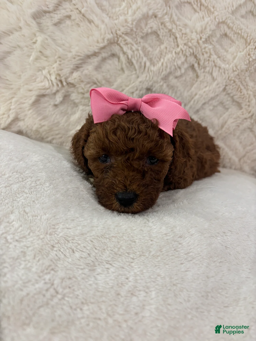 Maltipoo dogs for sale: Ruby  - Ad 2