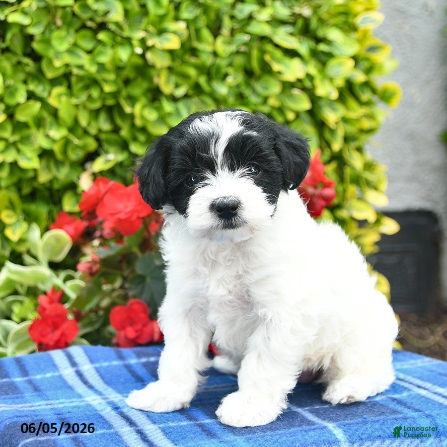 Yorkiepoo dogs Violet  - Ad 2