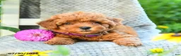 Maltipoo dogs for sale: Lilac - Ad 4
