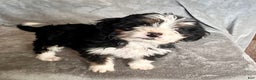 Bernedoodle dogs for sale: Jenna - Ad 1