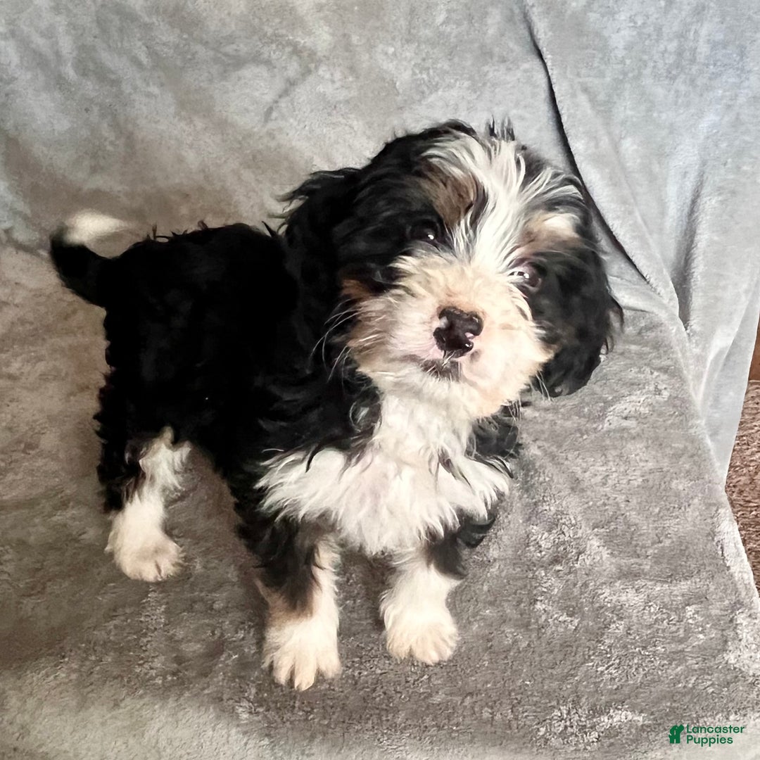 Bernedoodle dogs for sale: Jenna - Ad 1