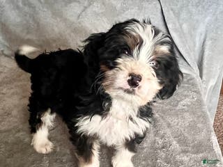Bernedoodle dogs Jenna - Ad 22