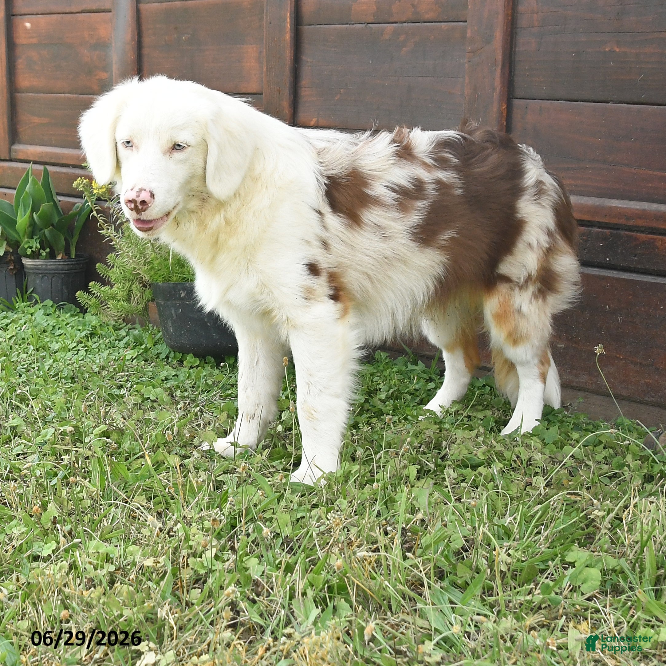 Australian Shepherd dogs Lewis - Ad 2