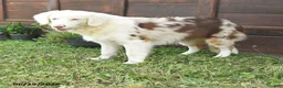 Australian Shepherd dogs for sale: Lewis - Ad 3