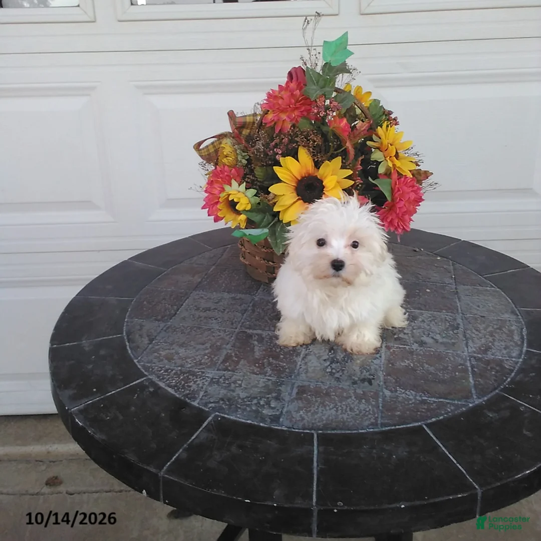 Maltese dogs for sale: Harley - Ad 1