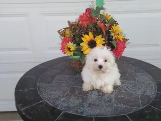 Maltese dogs Harley - Ad 22