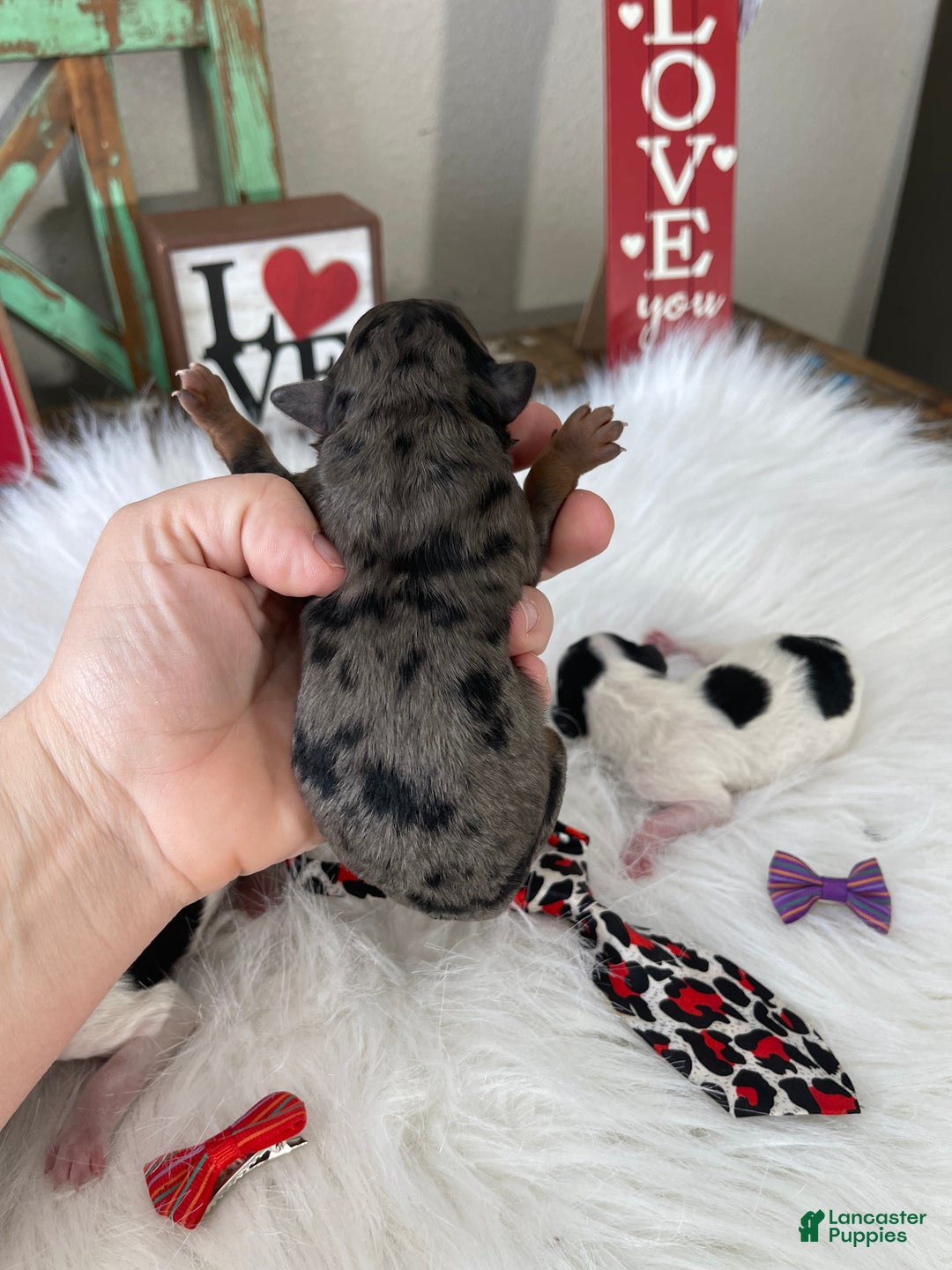 Miniature Poodle dogs for sale: Akc Blue Merle Phantom  - Ad 18