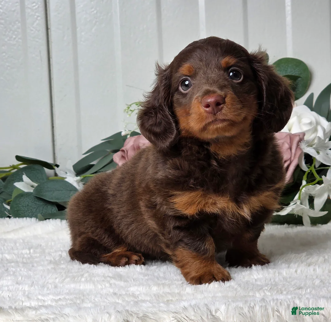 Miniature Dachshund dogs for sale: Rover - Ad 1