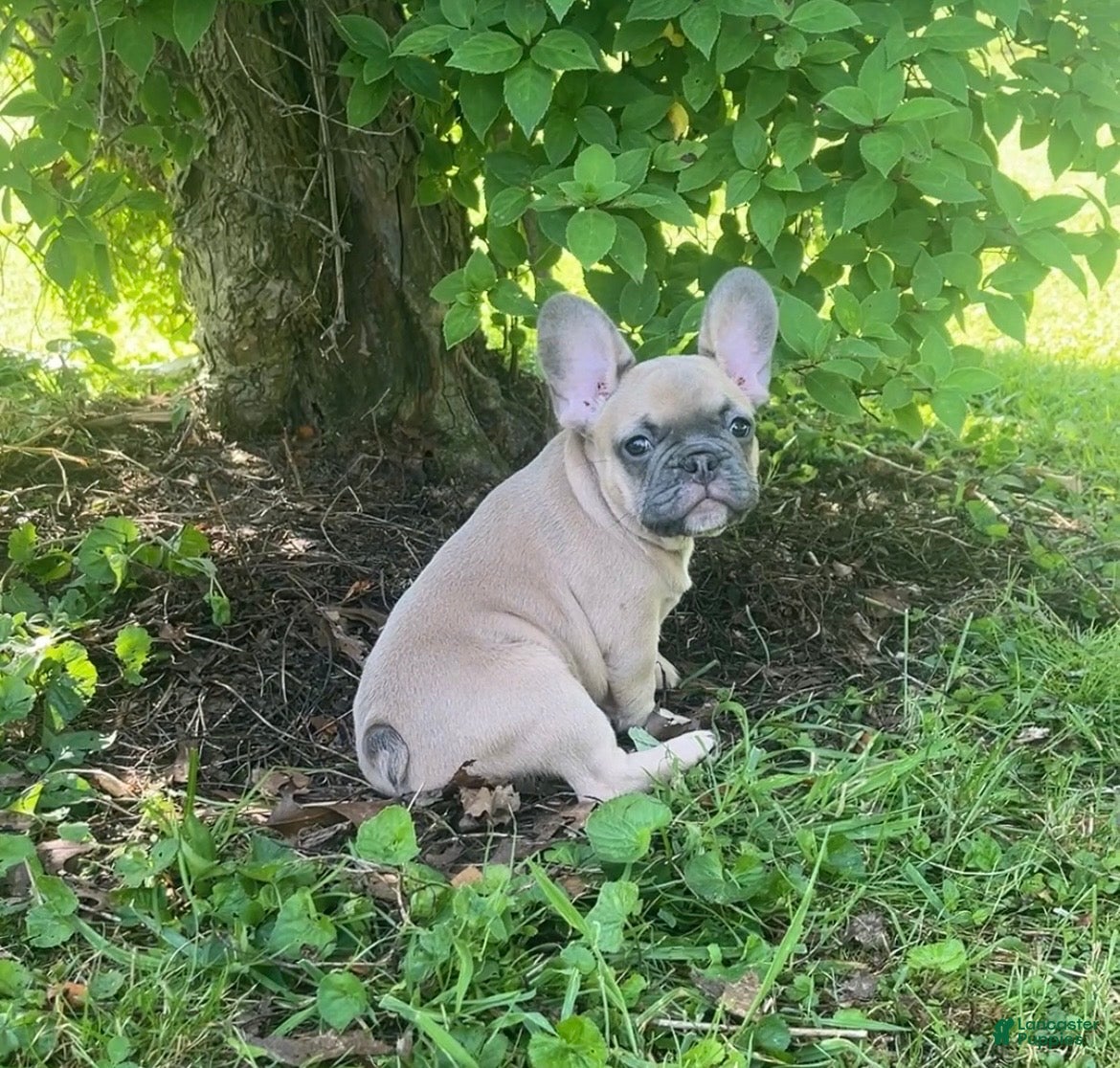 French Bulldog dogs for sale: French Bulldog 1 - Ad 4