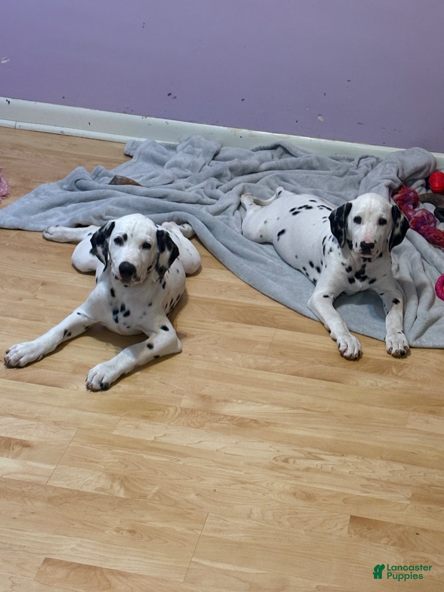 Dalmatian dogs Dalmatian 1 - Ad 20