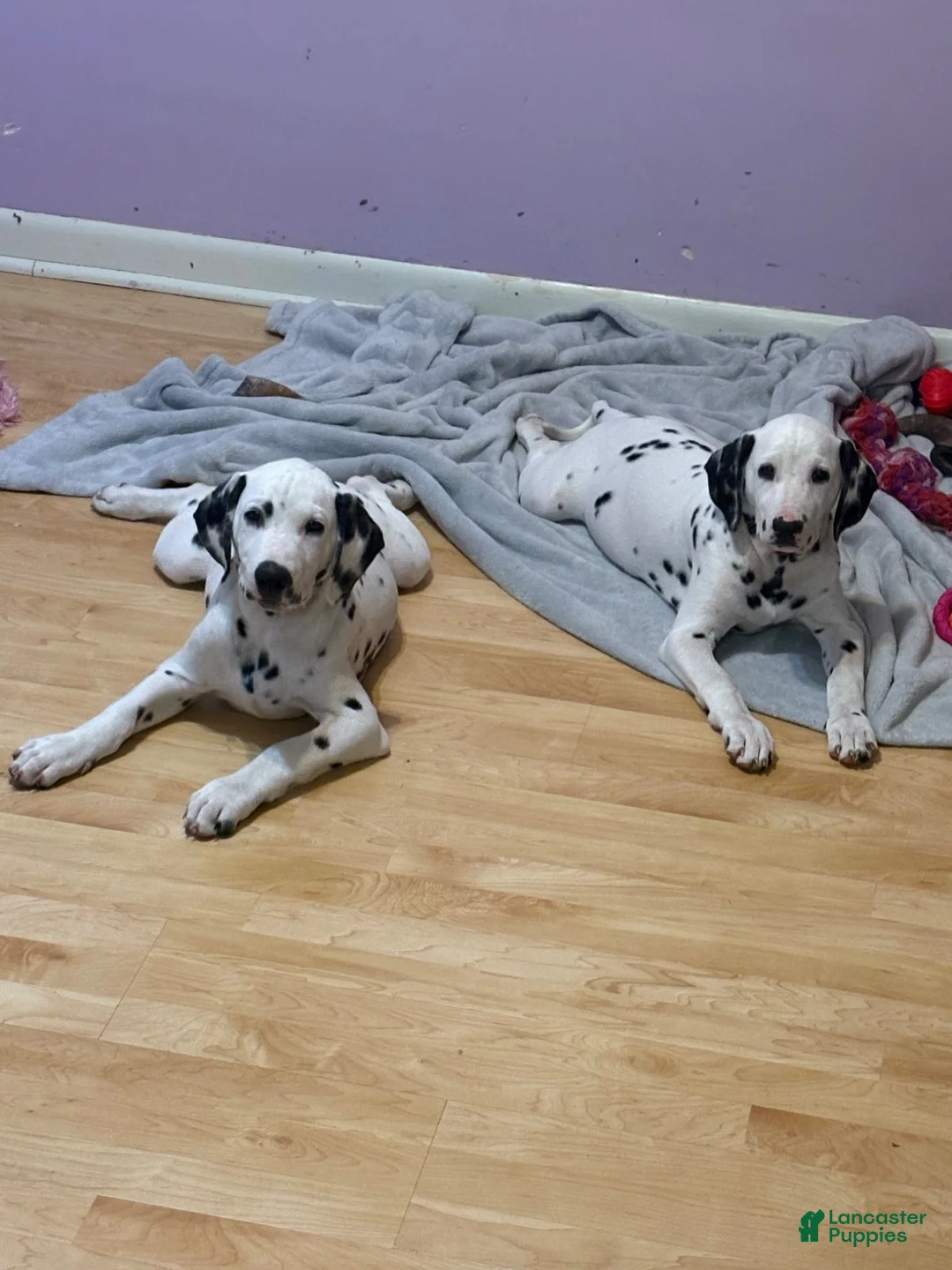 Dalmatian dogs for sale: Dalmatian 1 - Ad 1