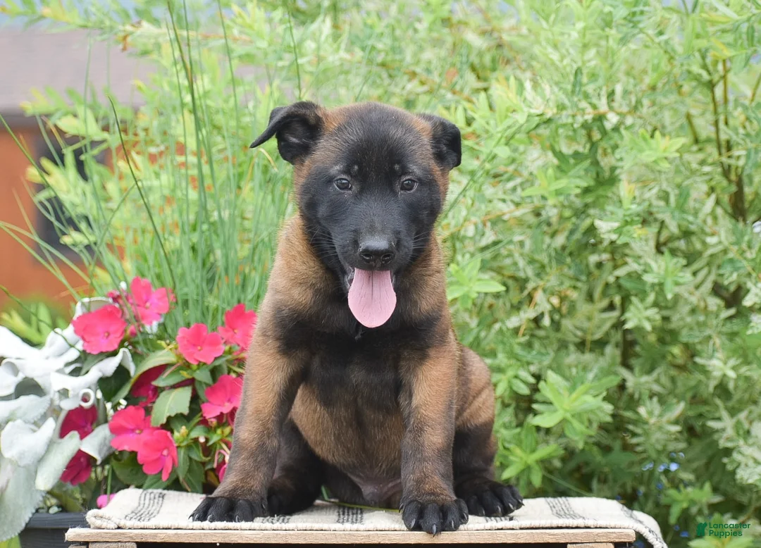 Belgian Malinois dogs for sale: Mavis - Ad 1