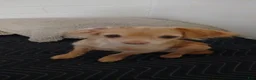 Mixed Breed dogs for sale: Mixed Breed 1 - Ad 7