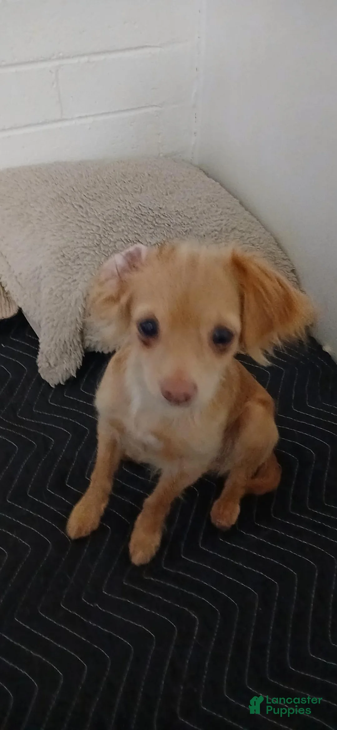 Mixed Breed dogs for sale: Mixed Breed 1 - Ad 7