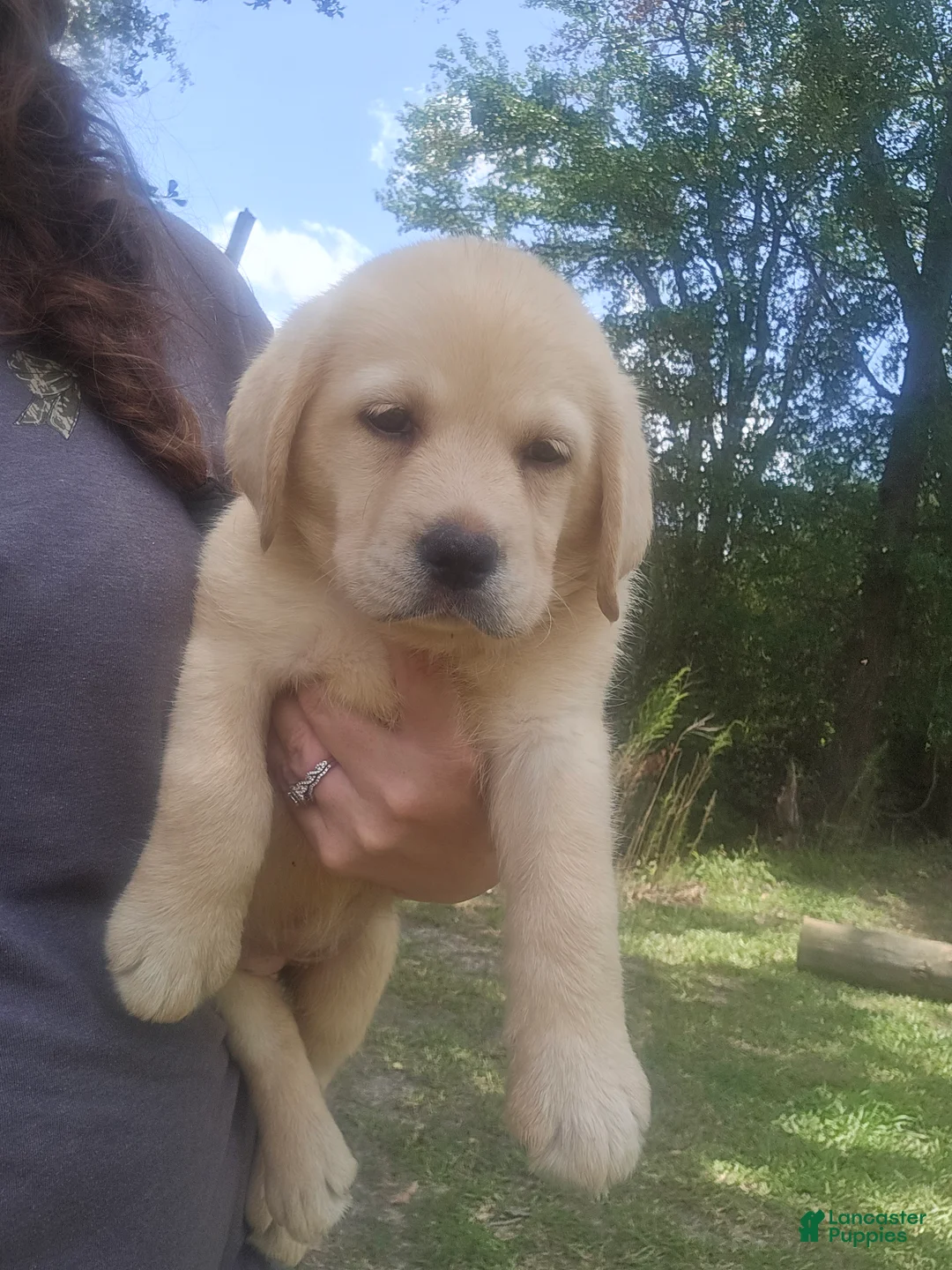 Labrador Retriever dogs for sale: Labrador Retriever 3 - Ad 2
